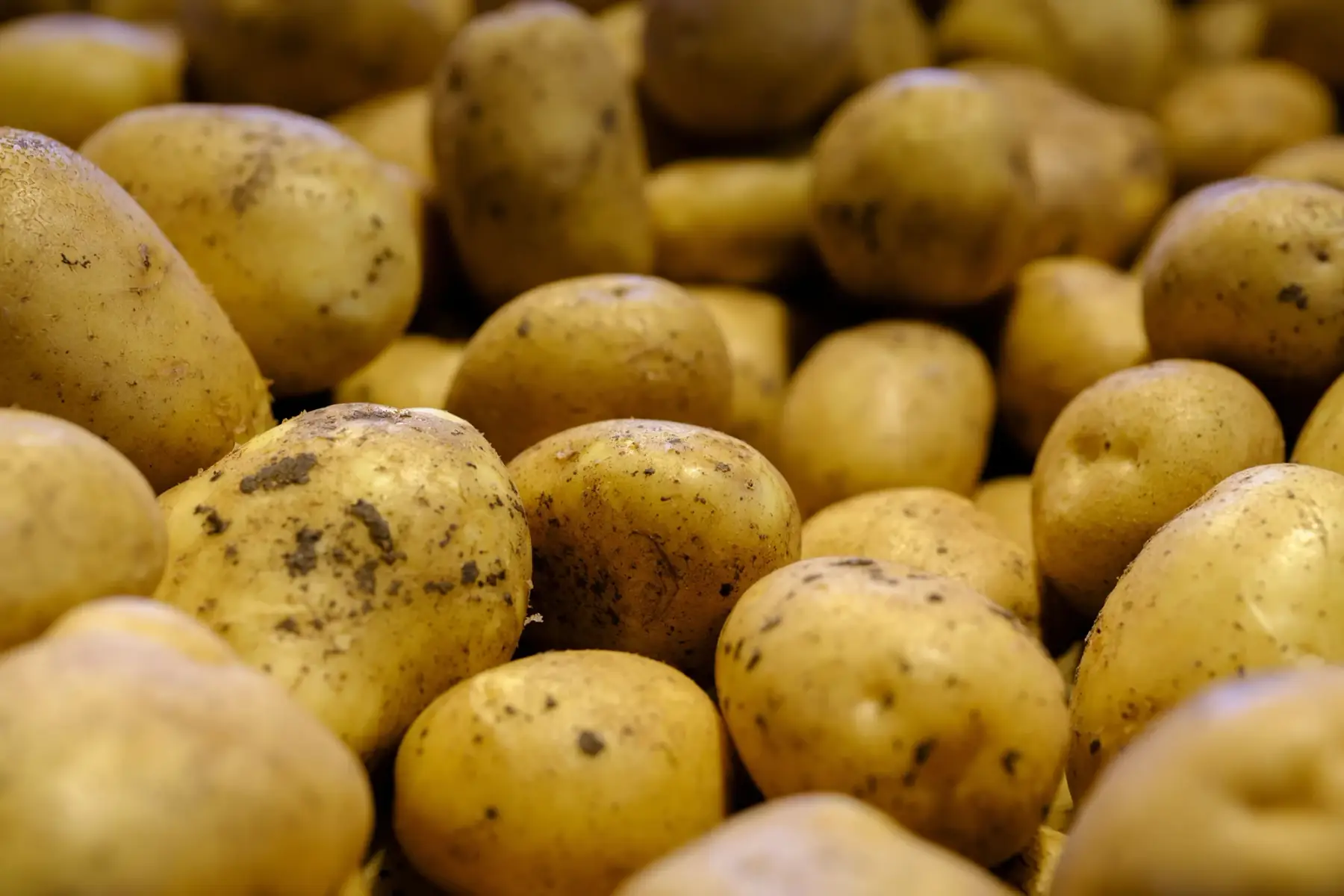Pomme de terre grenaille