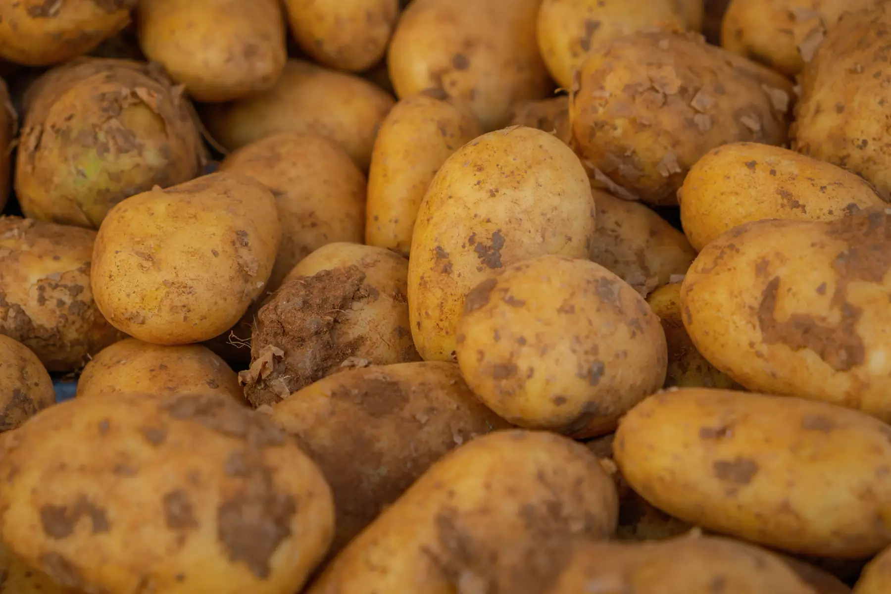 Pomme de terre