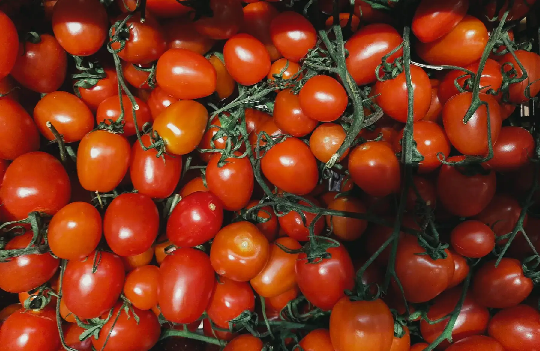 Tomates cerise